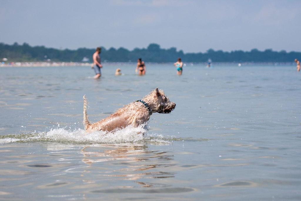 Zur Alten Schmiede I Boltenhagen  Dış mekan fotoğraf